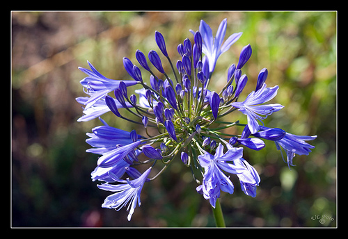 گل نرگس آفریقایی